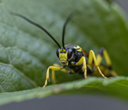 Ichneumon xanthorius